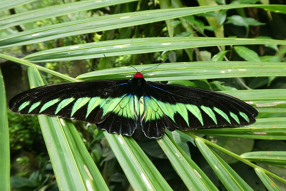 The butterfly at the Butterfly Park