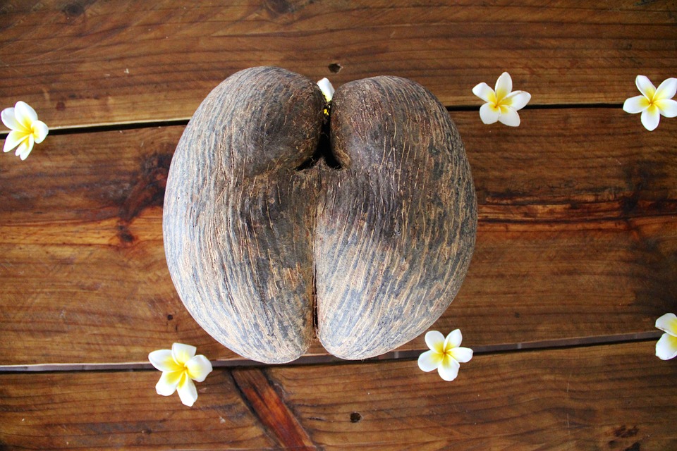 Coco de mer, Seychelles