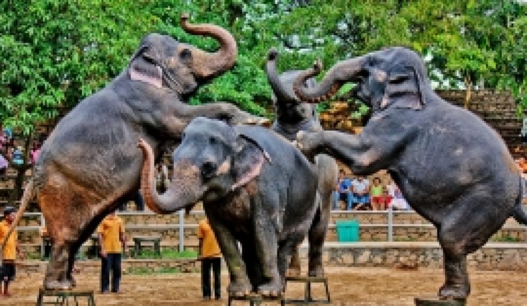 Elephant Show