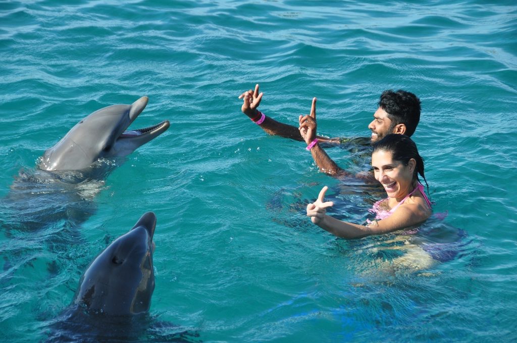 swim with dolphins in Mauritius