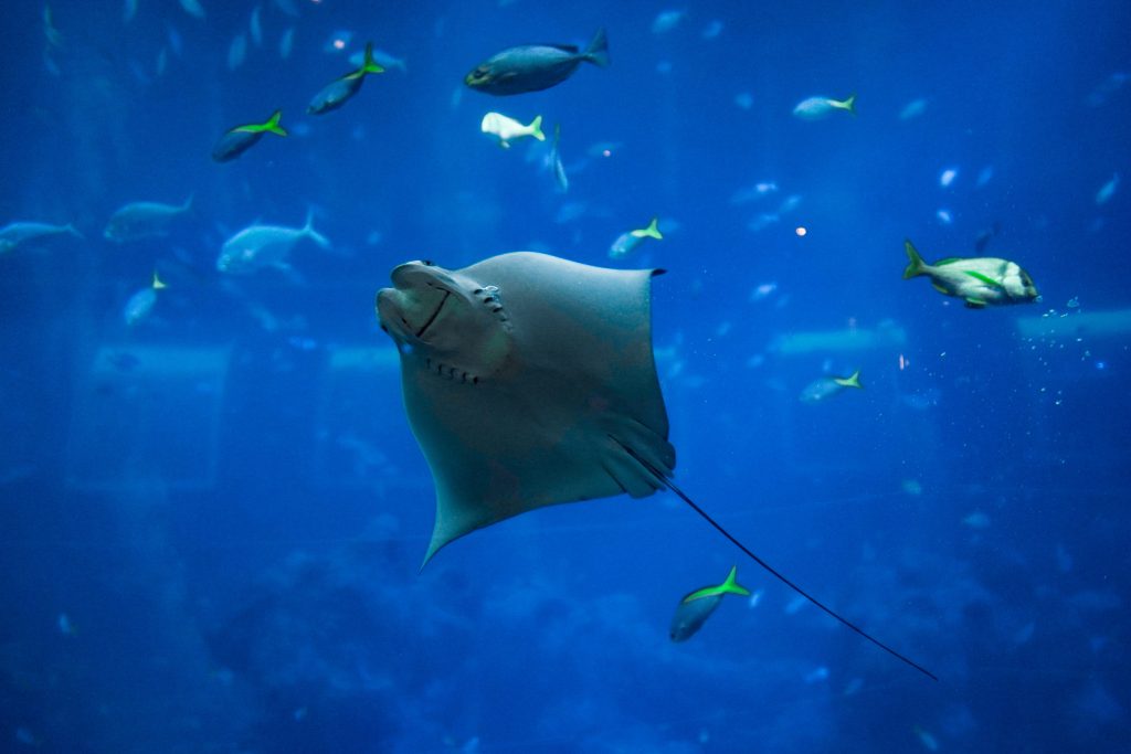 Swimming With Manta Rays