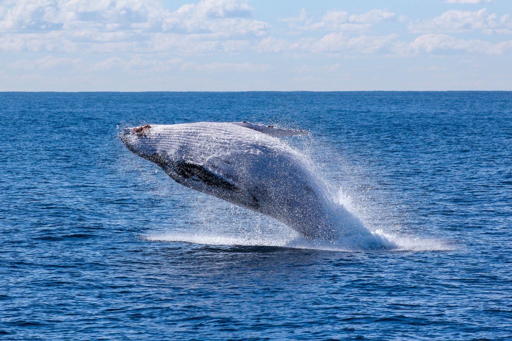 Whale watching at Manly Beach