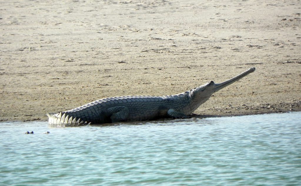 Gharial Crocodile at Chamber river