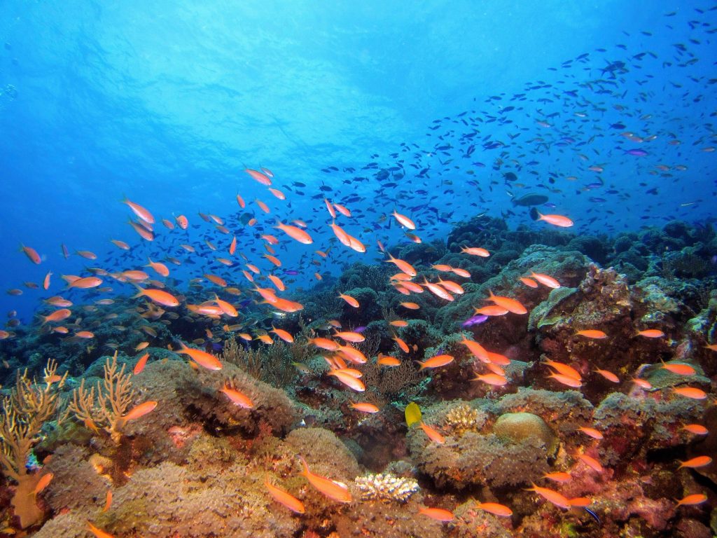 Scuba diving Cambodia