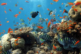 sea, underwater, coral reef.