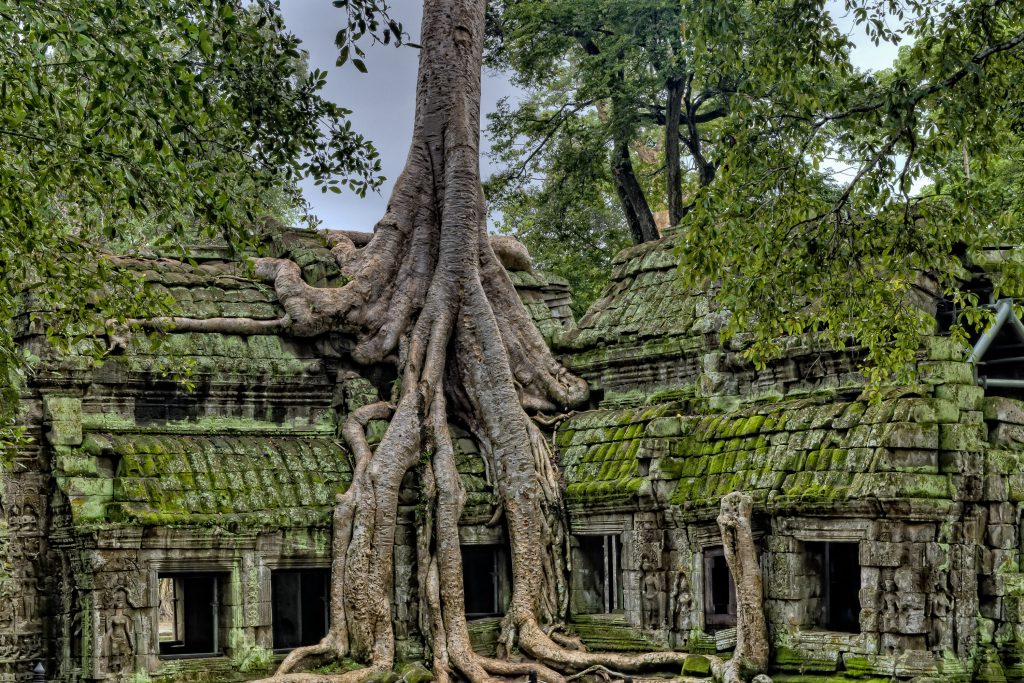 Ta prohm temple