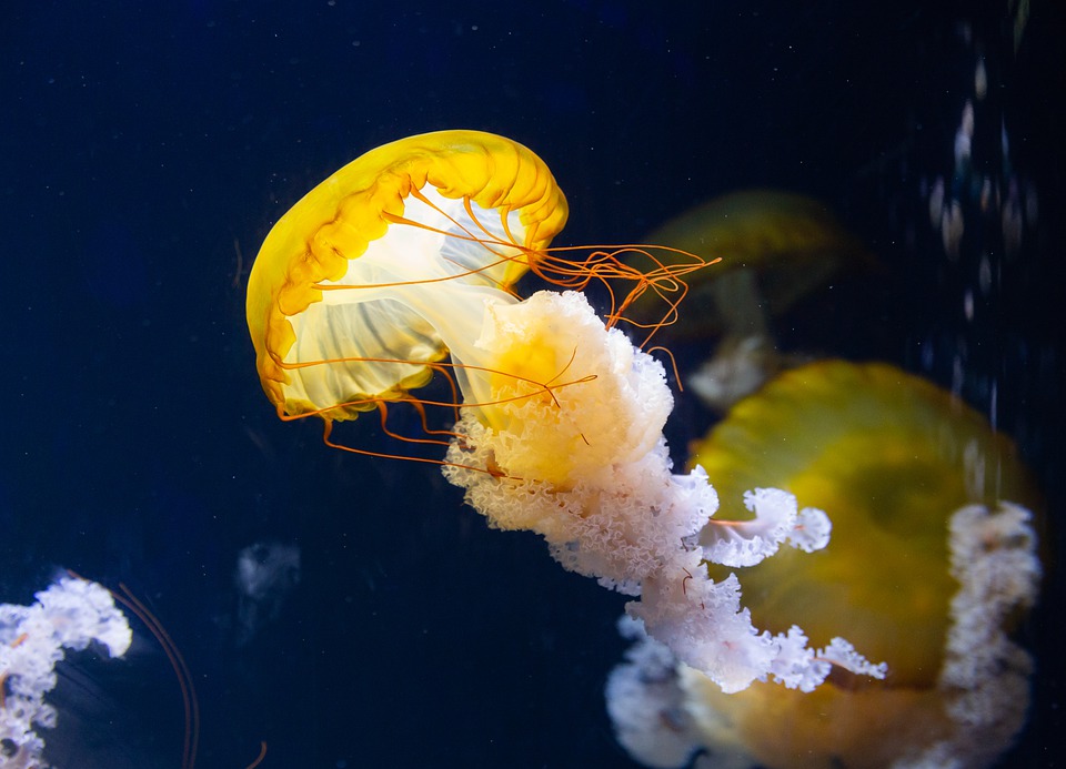 Magical creatures at SEA Aquarium Sentosa