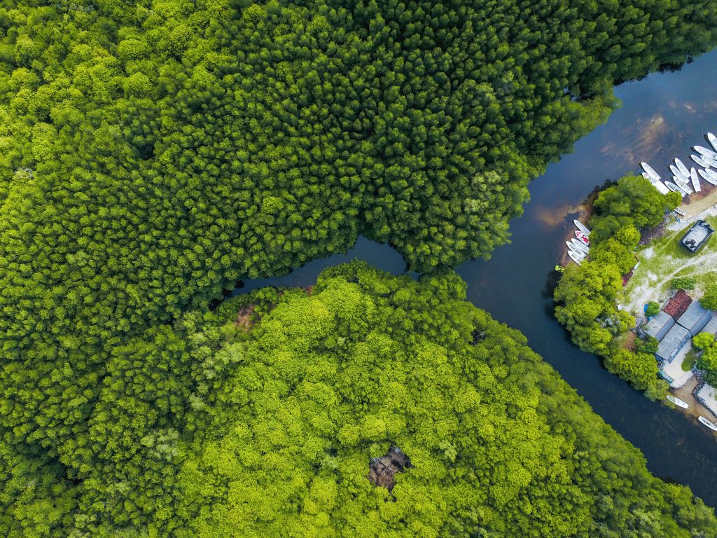 Mangrove Kayaking