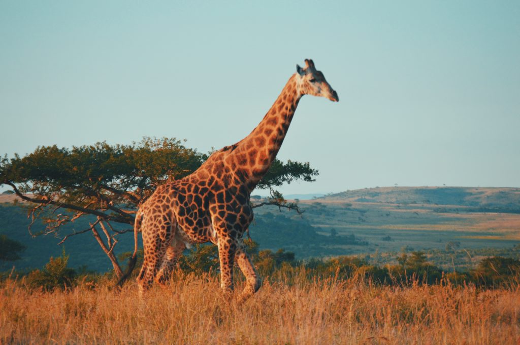 Wildlife in South Africa