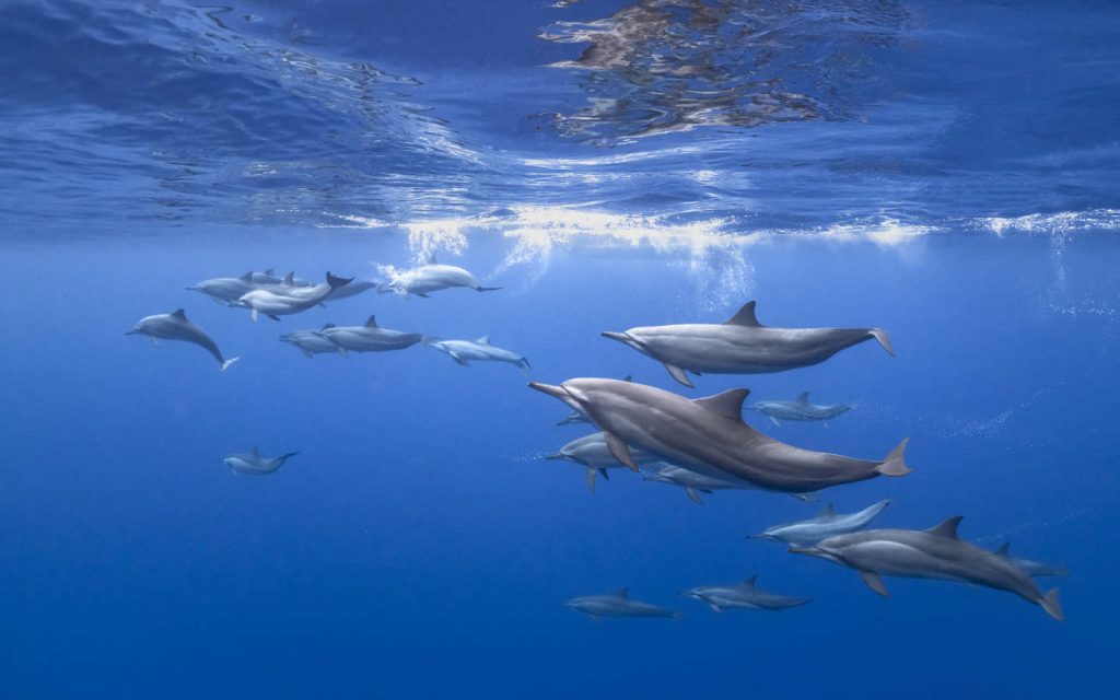Swimming with Dolphins