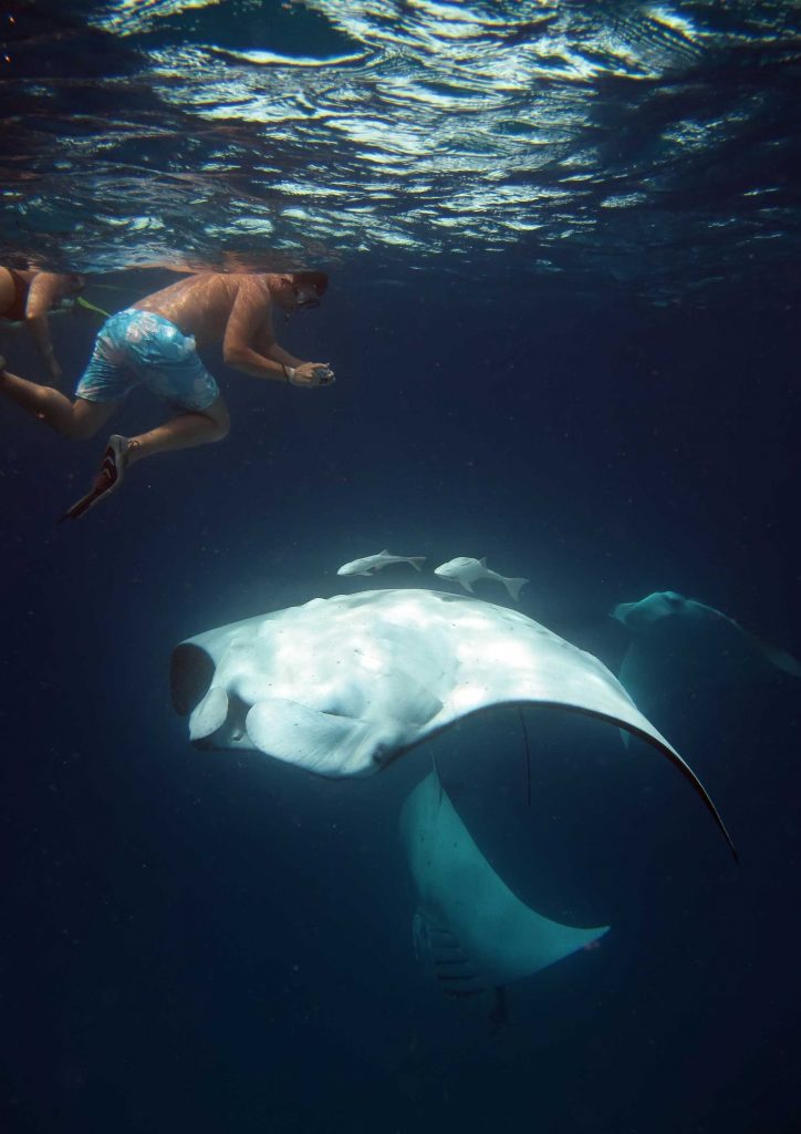 Swim with Manta Ray Experience