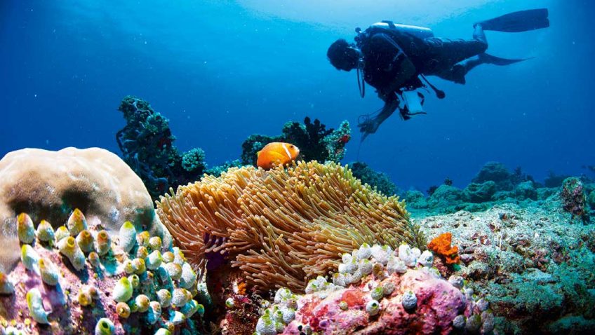 Scuba Diving at Maldives