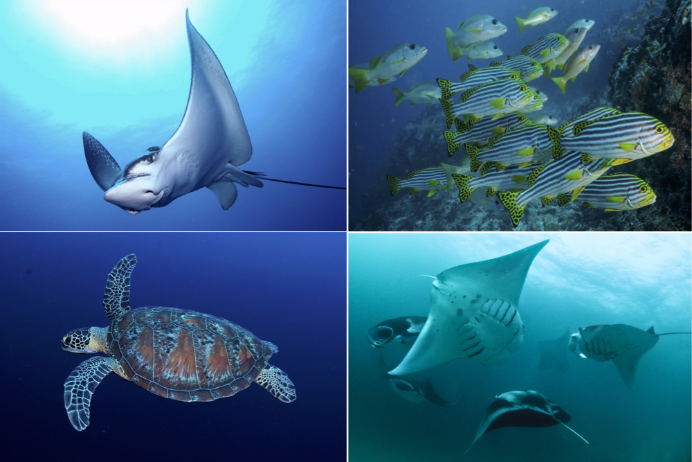 Manta Point Diving