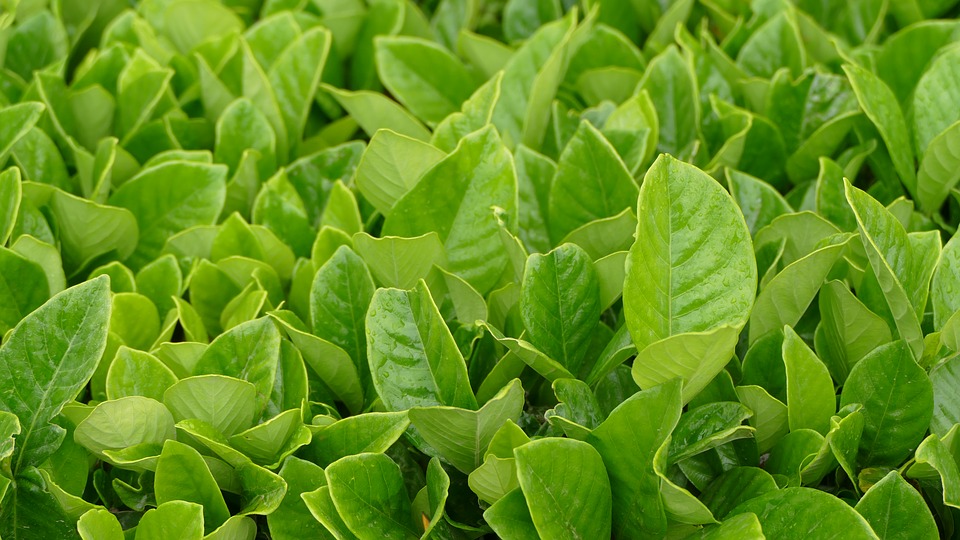 Bois Chéri Tea Mauritius (Tea Plantations In Mauritius)