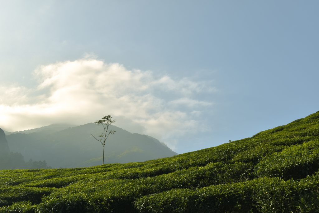 Idukki, one of the top places in kerala