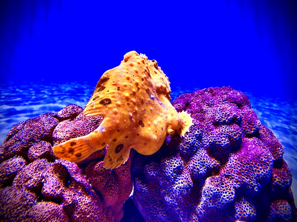 fish at two oceans aquarium
