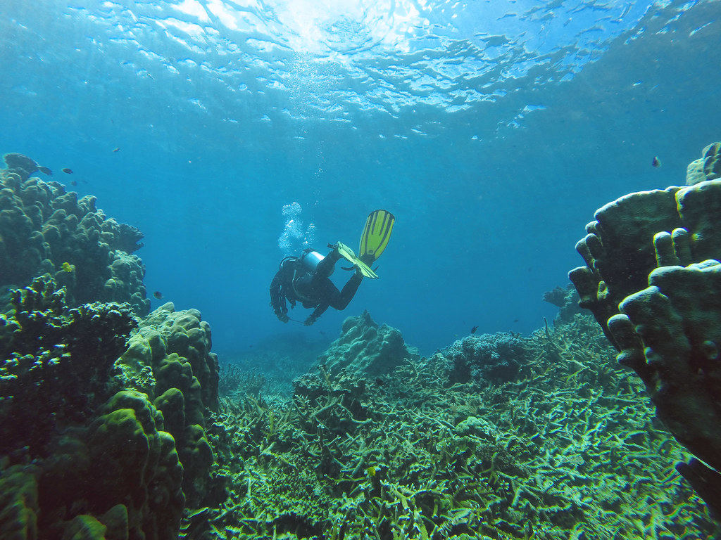 Snorkeling at Tioman Island