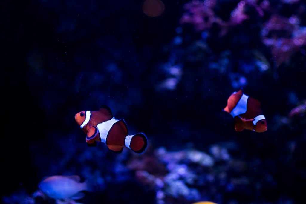 clown fish at two oceans aquarium