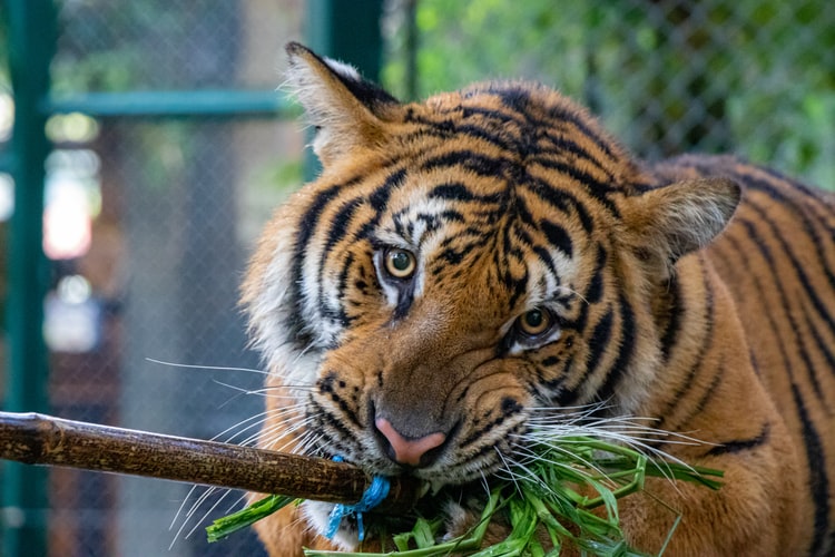 Tiger kingdom