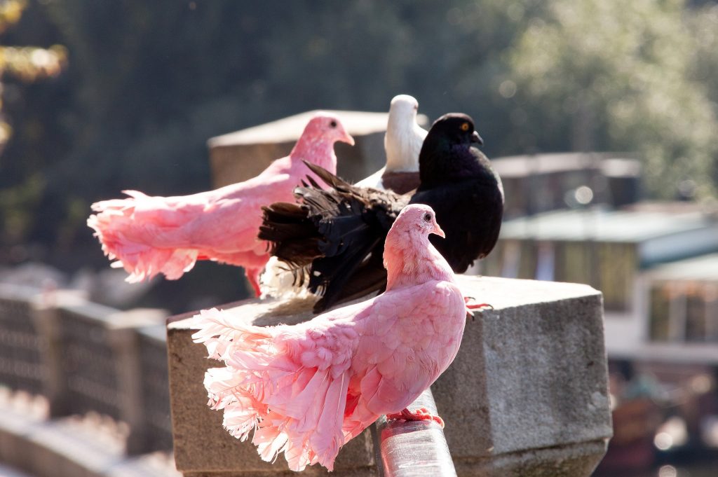 Pin Pigeon in Ile Aux