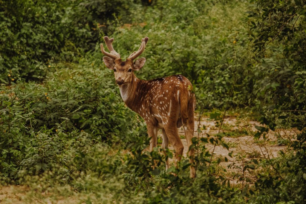 Pualreng Wildlife Sanctuary