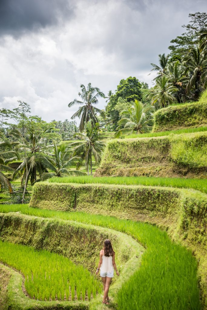 Fields at Tegallalang Rice Terrace