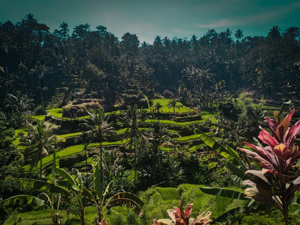 Rice terraces in Bali