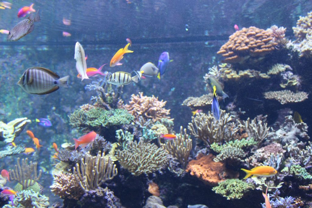 Marine life at SEA aquarium