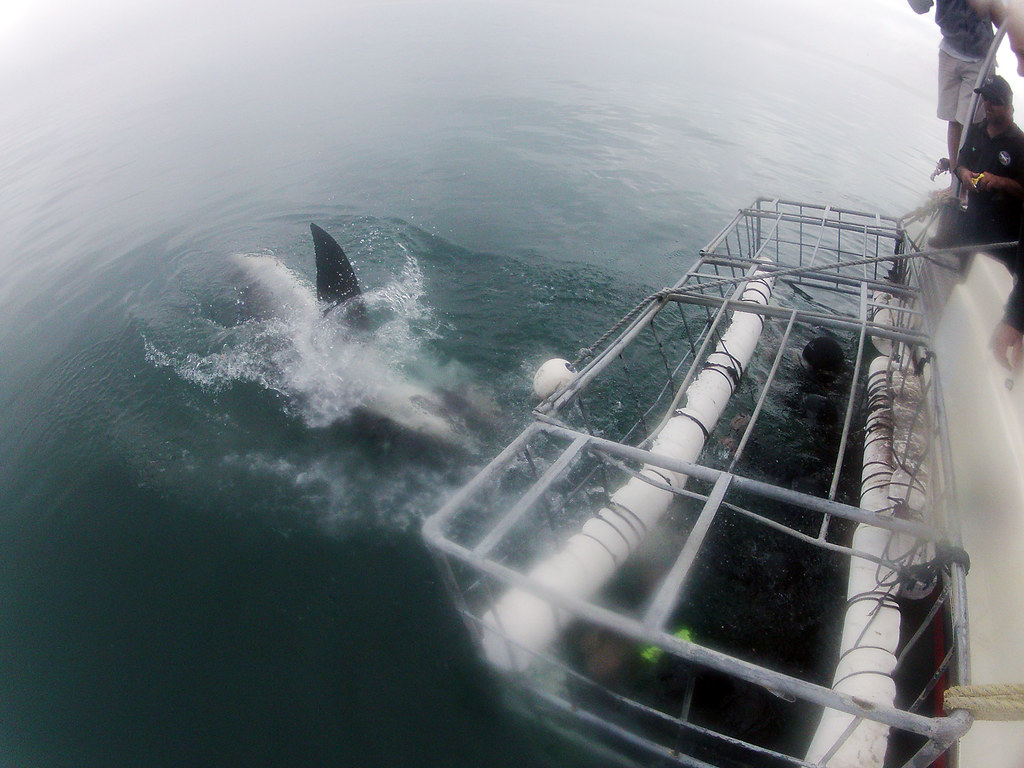 Shark cage diving experience in gaansbaai