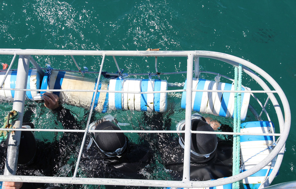 shark cage diving, capetown