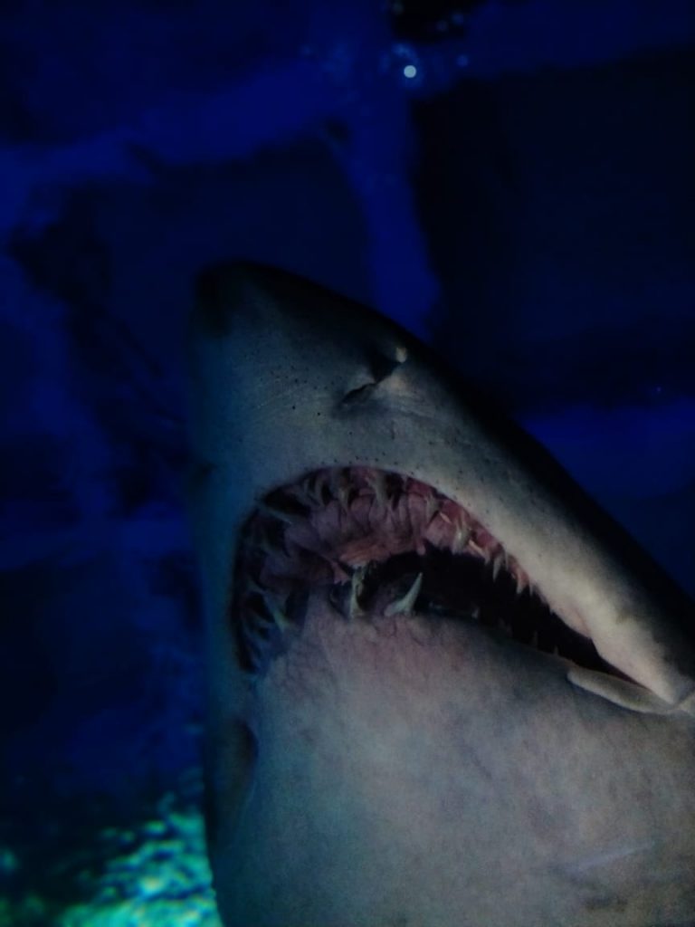 shark at the sea life aquarium