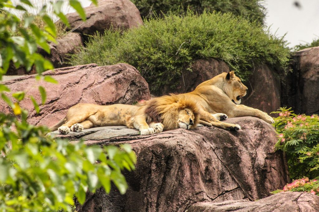 Singapore zoo