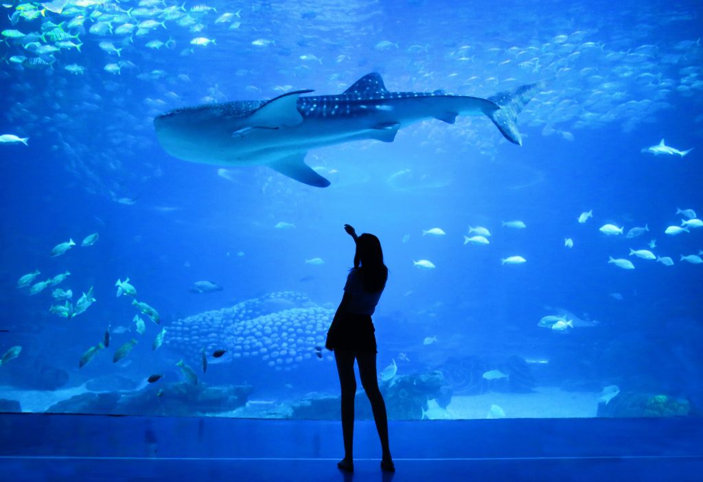Aquaria KLCC- Things to do in Kuala lumpur