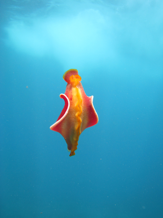 spanish dancer