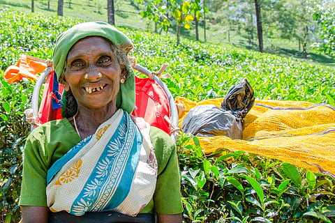 Tea leaves picking lady at the Mackwoods Tea Museum