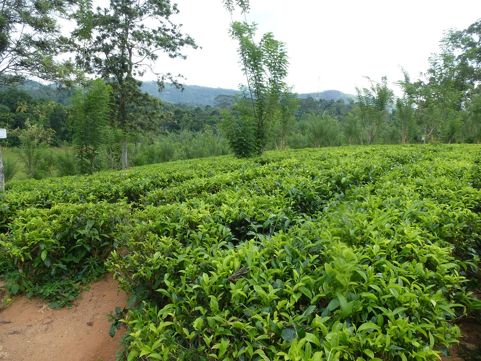 Adam's peak Tea Gardens (Tea Estates in Nuwara Eliya)
