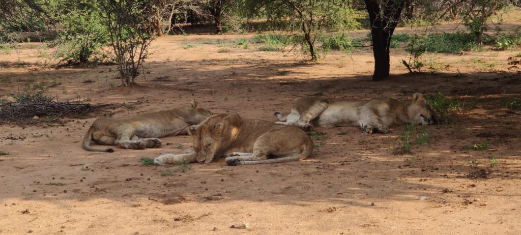 Mighty lions, captured by Mr and Mrs Pulkit