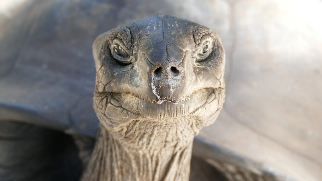 Turtles at Seychelles (Sainte Anne National Park)