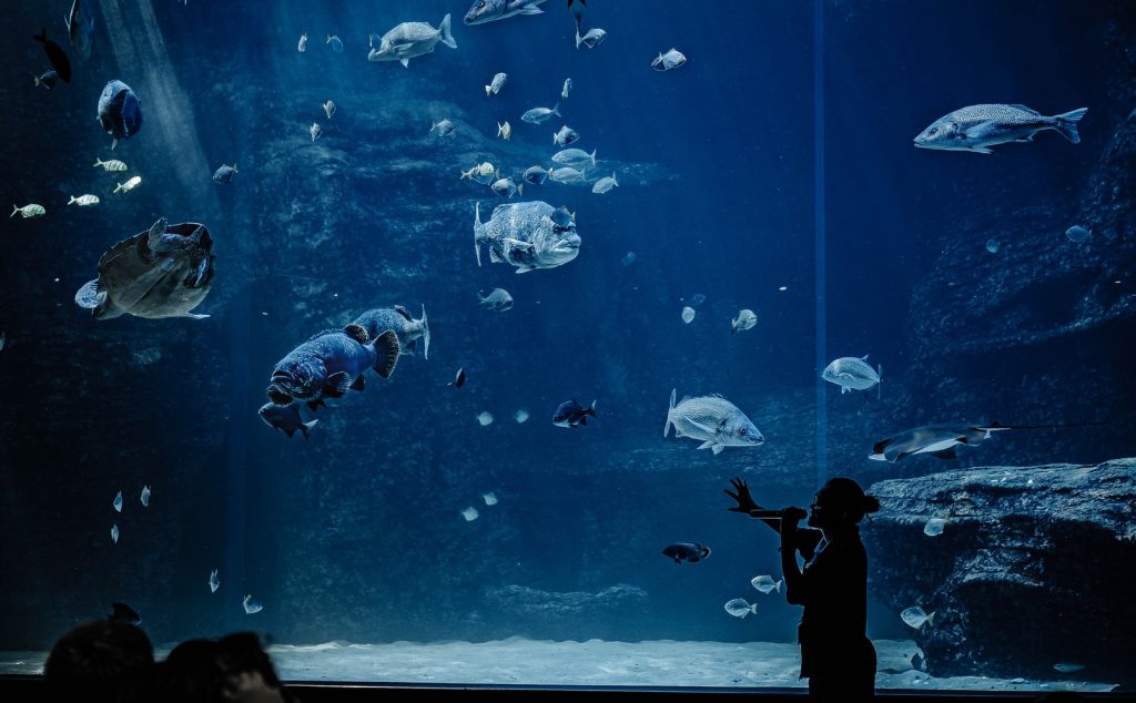 fishes at two oceans aquarium