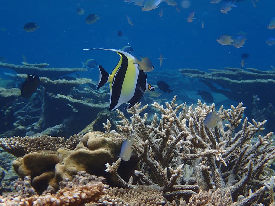 seychelles