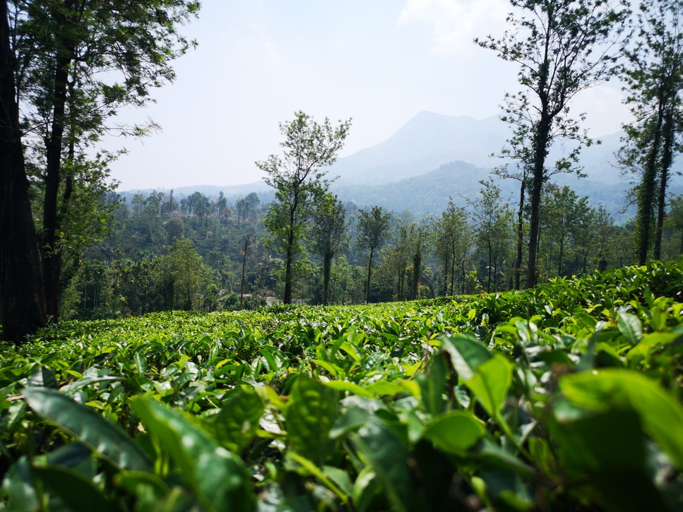 Wayand tea estate