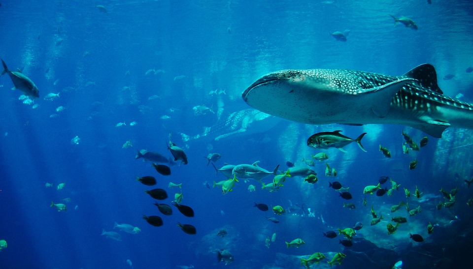 Scuba among Sharks