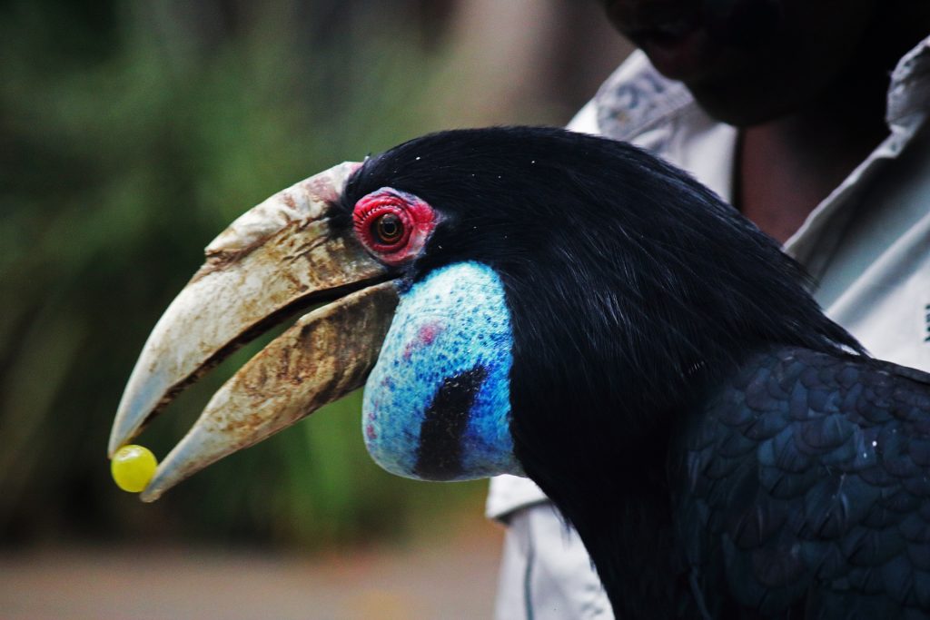 national bird of malaysia