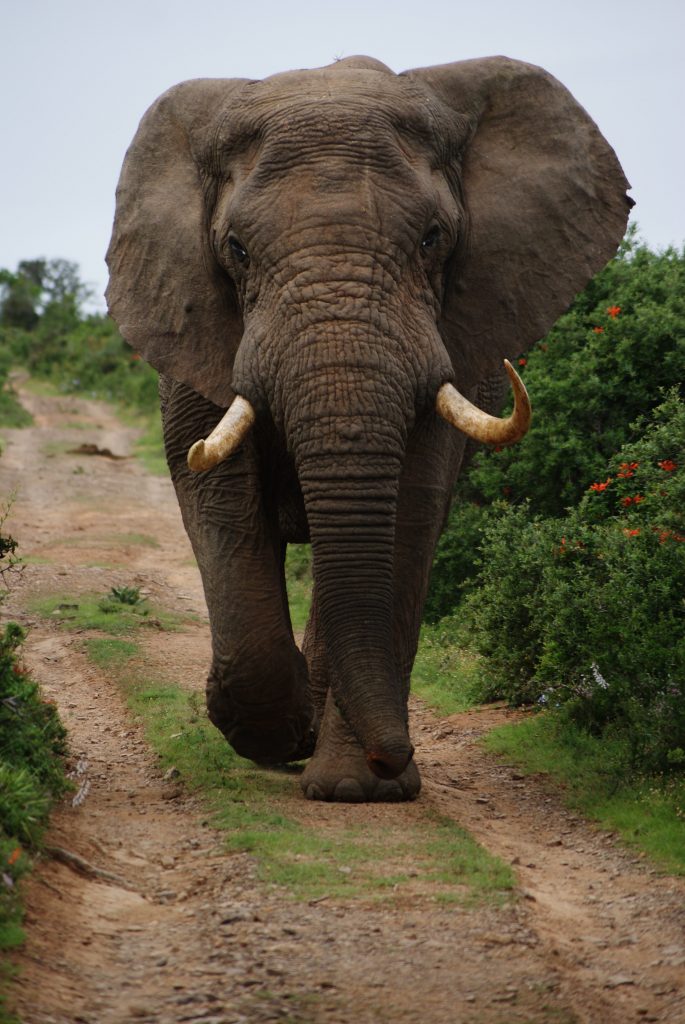 Tawi Wildlife Sanctuary in Mizoram
