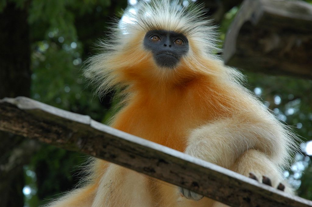 Chakrashila Wildlife Sanctuary