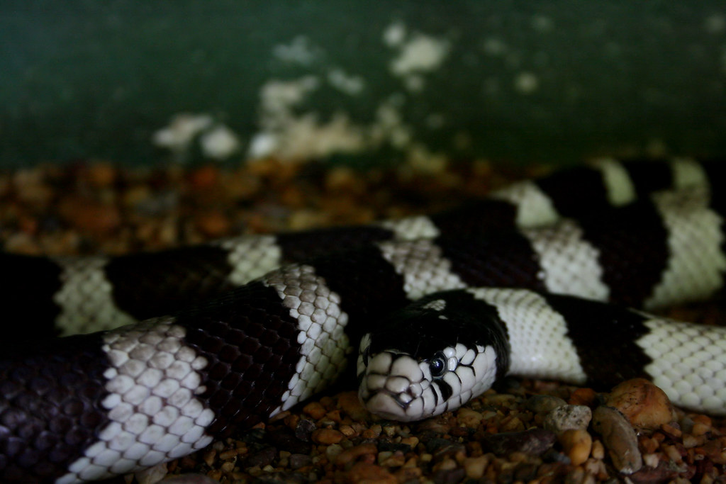A Snake in the Snake Temple in Penang, Malaysia