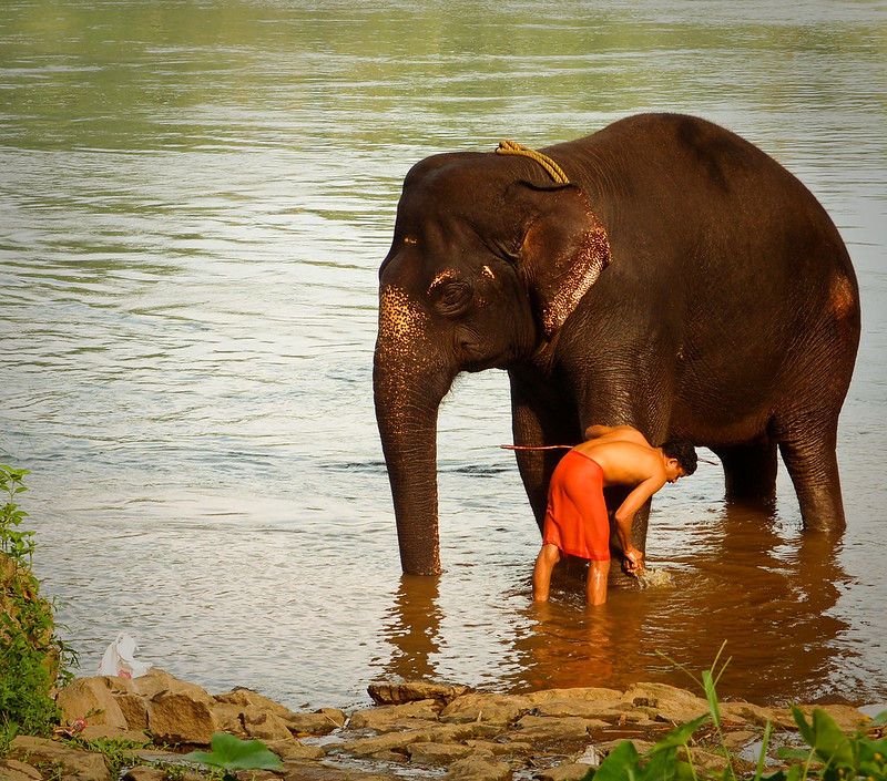 Kodanad Elephant Training Centre
