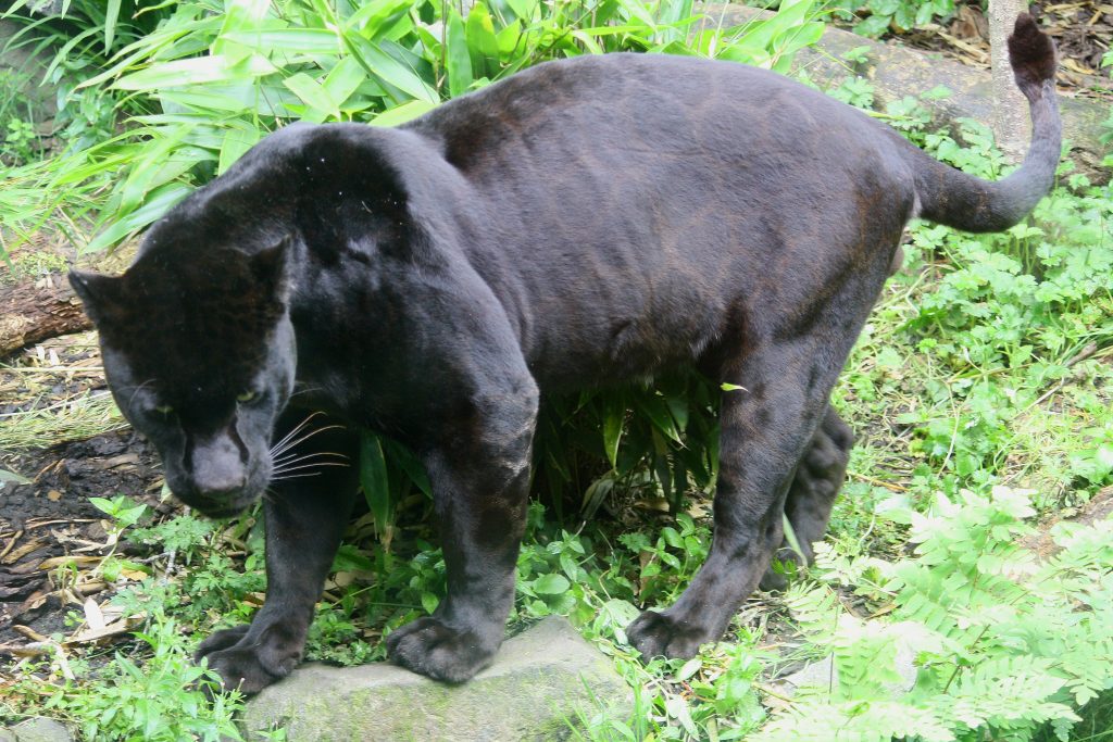 Panther spotting