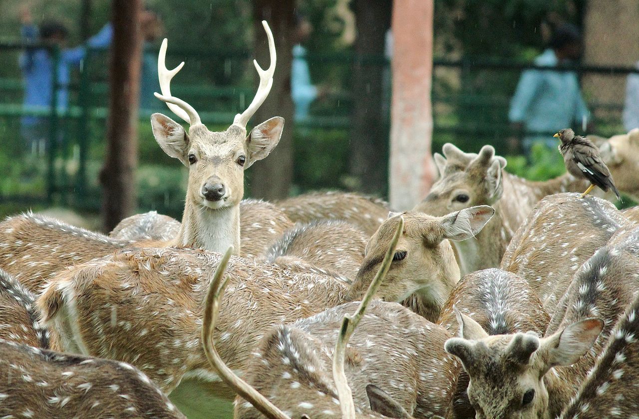 Things to know about Jaipur Zoo and its nearby places