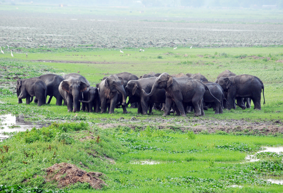 Deepor Beel Bird Sanctuary